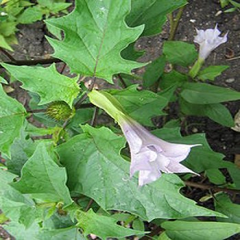 Datura Officinalis (Datura Stramonium L.)